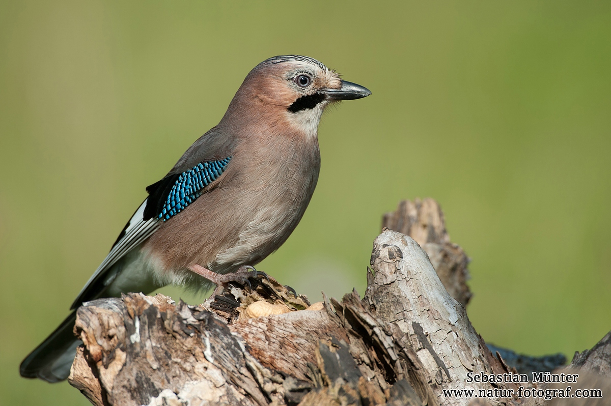 Eichelhäher (Garrulus glandarius)