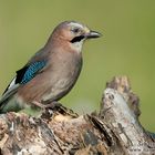 Eichelhäher (Garrulus glandarius)