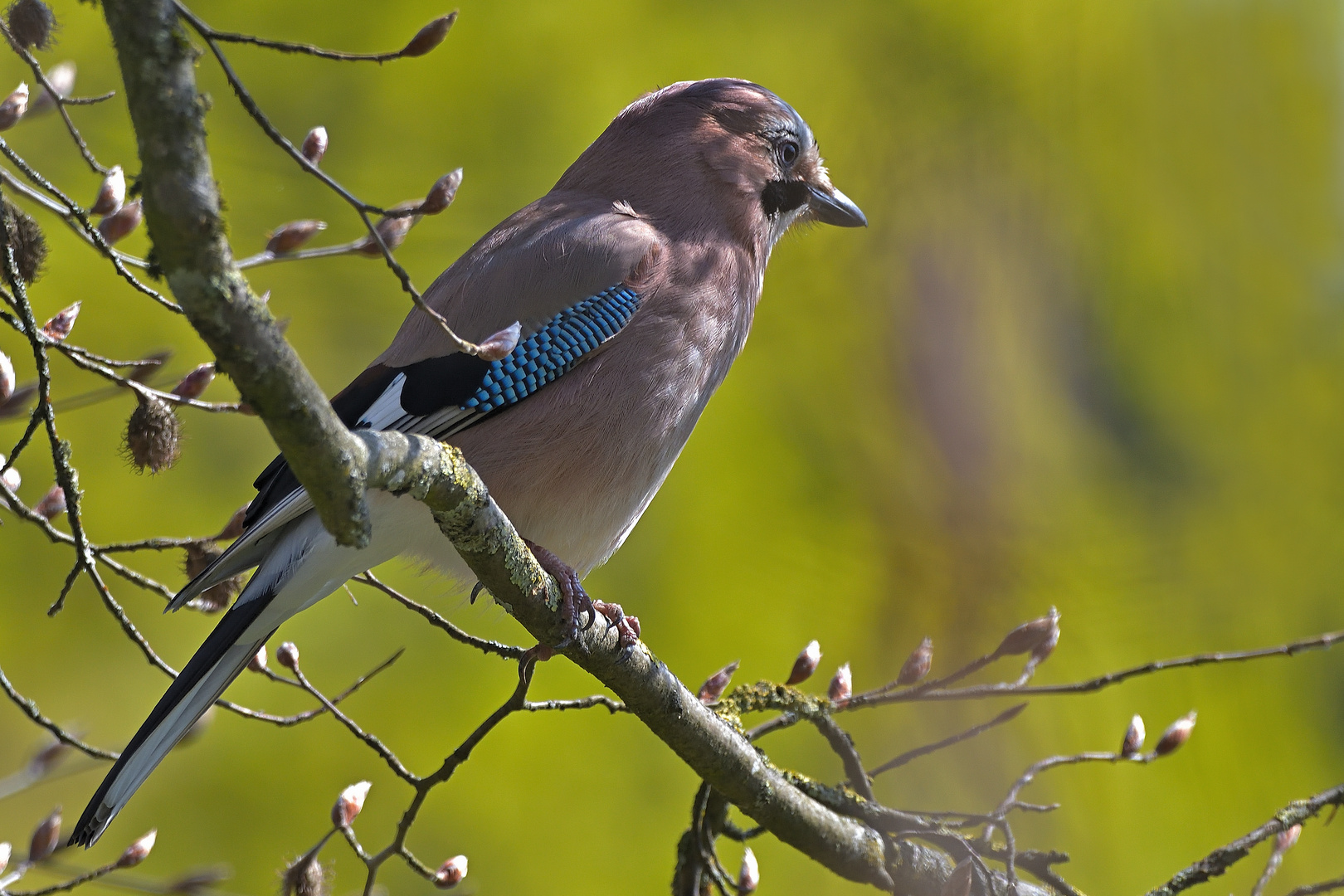 Eichelhäher (Garrulus glandarius)