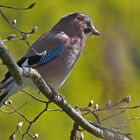 Eichelhäher (Garrulus glandarius)