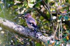 Eichelhäher (Garrulus glandarius)