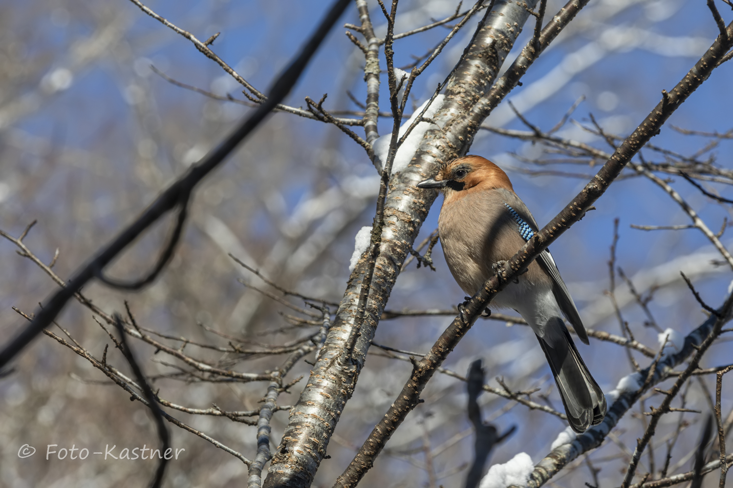 Eichelhäher (Garrulus glandarius)