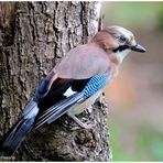 --- Eichelhäher --- ( Garrulus glandarius )