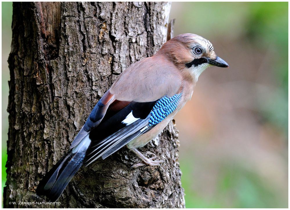 --- Eichelhäher --- ( Garrulus glandarius )