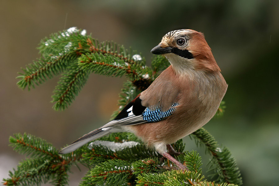 Eichelhäher (Garrulus glandarius)