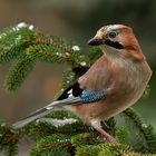 Eichelhäher (Garrulus glandarius)