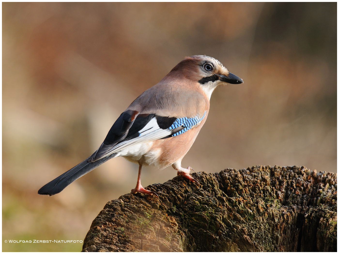 --- Eichelhäher --- (Garrulus glandarius )