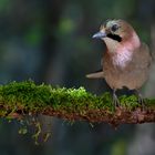 Eichelhäher (Garrulus glandarius)