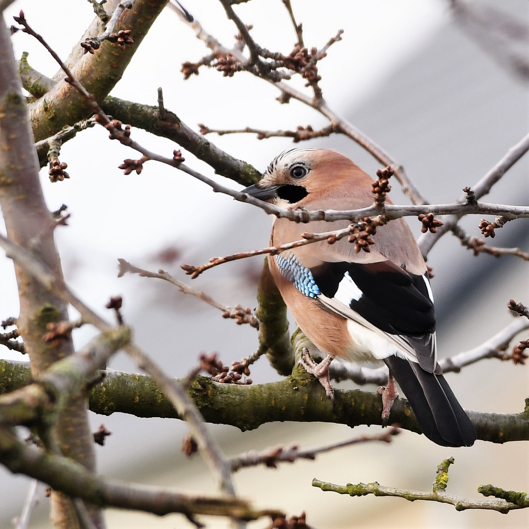 Eichelhäher (Garrulus glandarius)