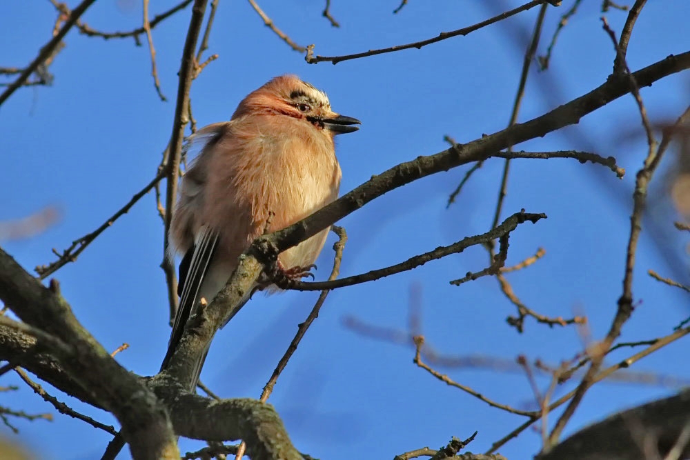 Eichelhäher [Garrulus glandarius]