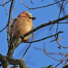 Eichelhäher [Garrulus glandarius]