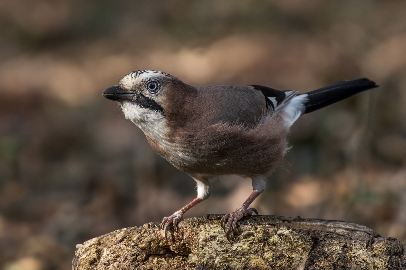   Eichelhäher (Garrulus glandarius)  