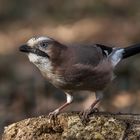   Eichelhäher (Garrulus glandarius)  