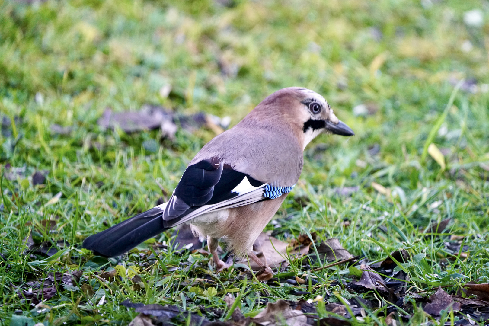 Eichelhäher (Garrulus glandarius)