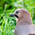 Eichelhäher (Garrulus glandarius)