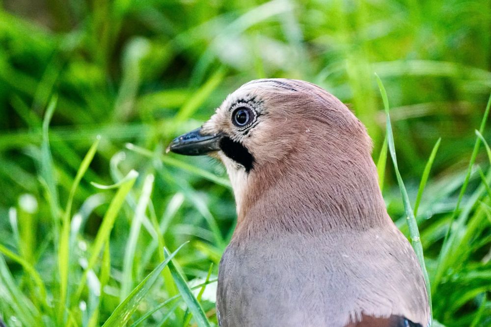 Eichelhäher (Garrulus glandarius)