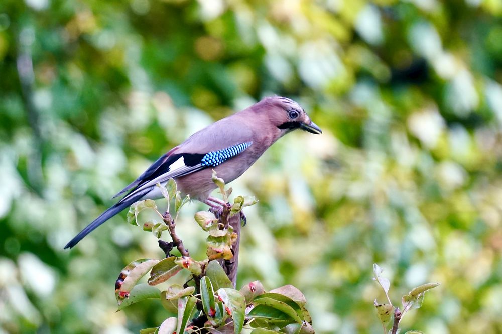 Eichelhäher (Garrulus glandarius)