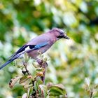 Eichelhäher (Garrulus glandarius)