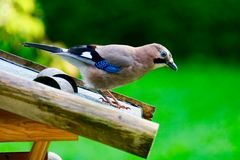 Eichelhäher (Garrulus glandarius)