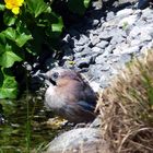 Eichelhäher (Garrulus glandarius) am Gartenteich