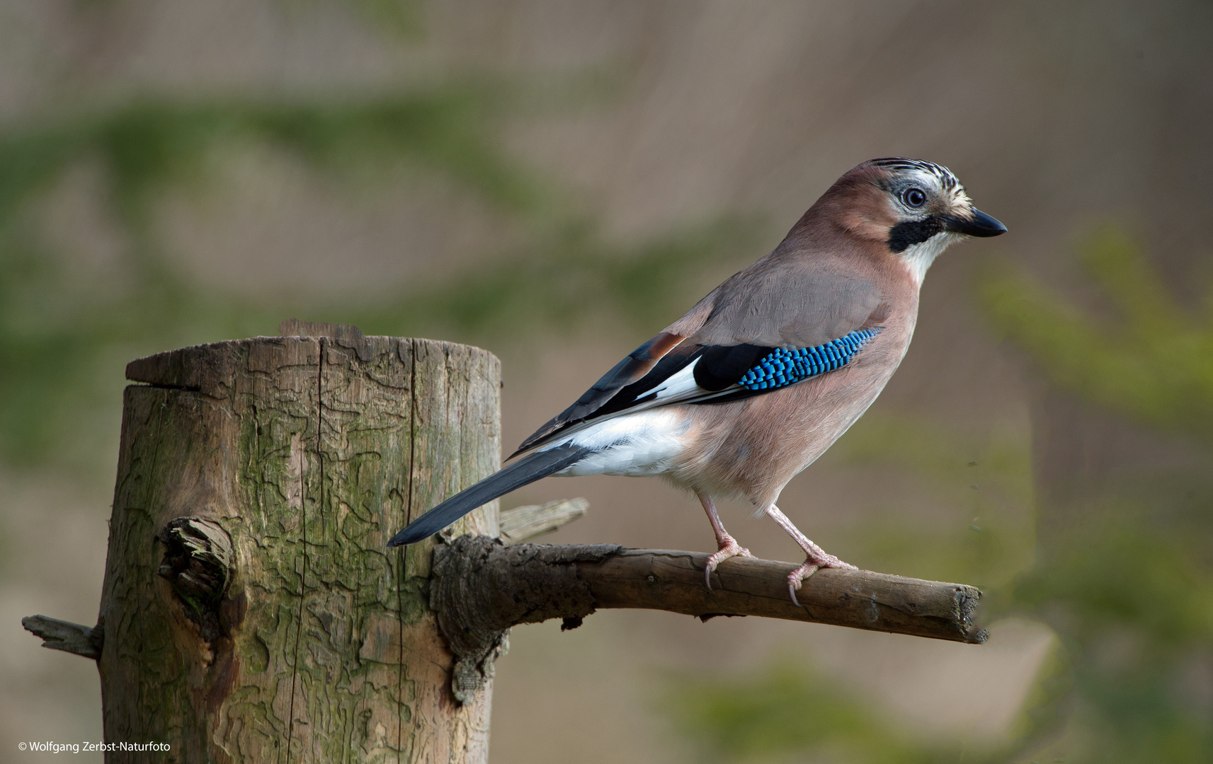 --- Eichelhäher ---  ( Garrulus glandarius )