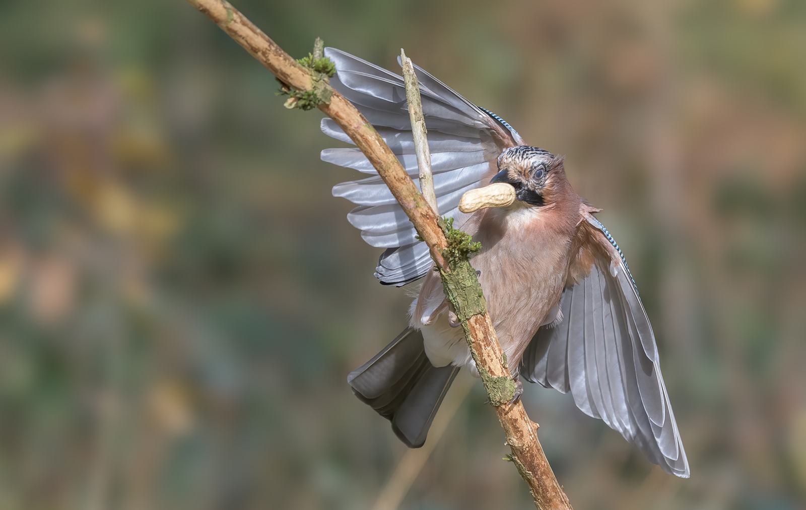 Eichelhäher (Garrulus glandarius )