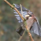 Eichelhäher (Garrulus glandarius )