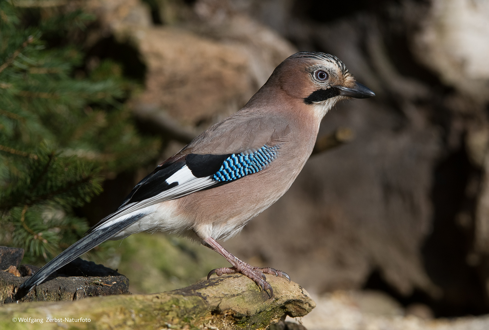 --- Eichelhäher ---   ( Garrulus glandarius )