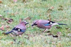 Eichelhäher (Garrulus glandarius)