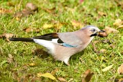 Eichelhäher (Garrulus glandarius)