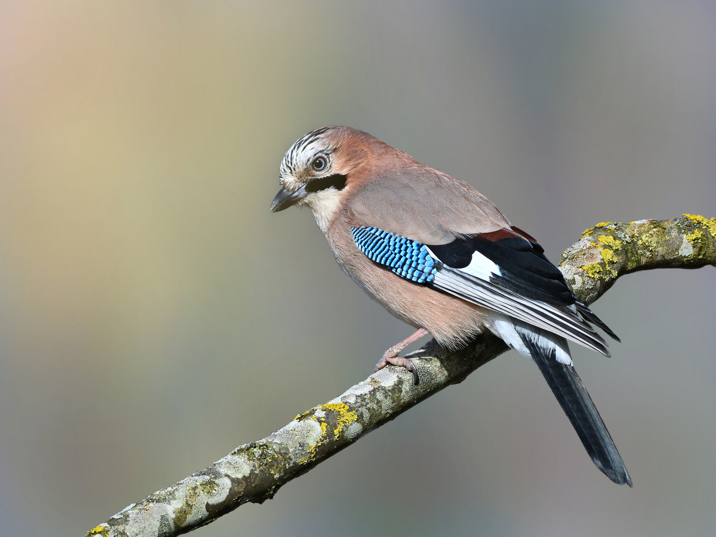 Eichelhäher (Garrulus glandarius)