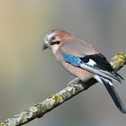 Eichelhäher (Garrulus glandarius)