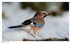 + Eichelhäher + ( Garrulus glandarius )