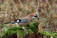 Eichelhäher (Garrulus glandarius) 