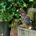 Eichelhäher (Garrulus glandarius)