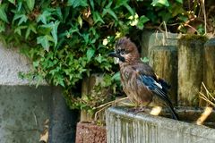 Eichelhäher (Garrulus glandarius)