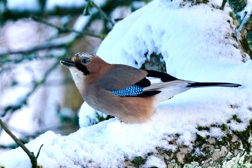 Eichelhäher (Garrulus glandarius)