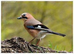 -- Eichelhäher -- ( Garrulus glandarius )