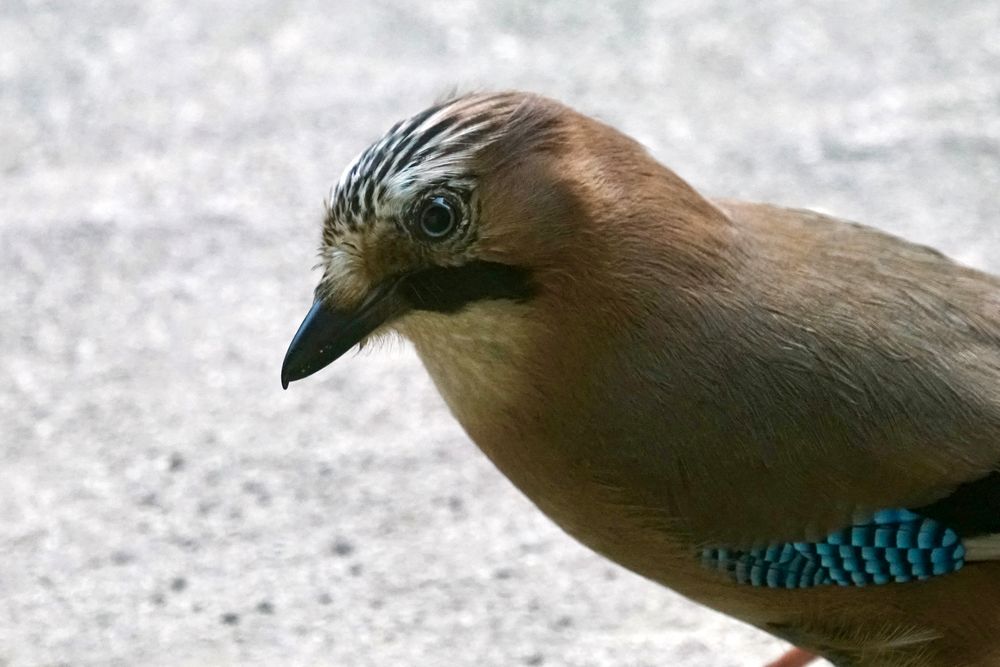 Eichelhäher (Garrulus glandarius)