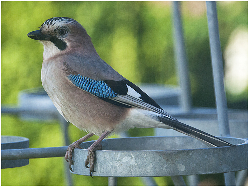 Eichelhäher - Garrulus glandarius