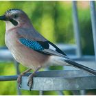 Eichelhäher - Garrulus glandarius