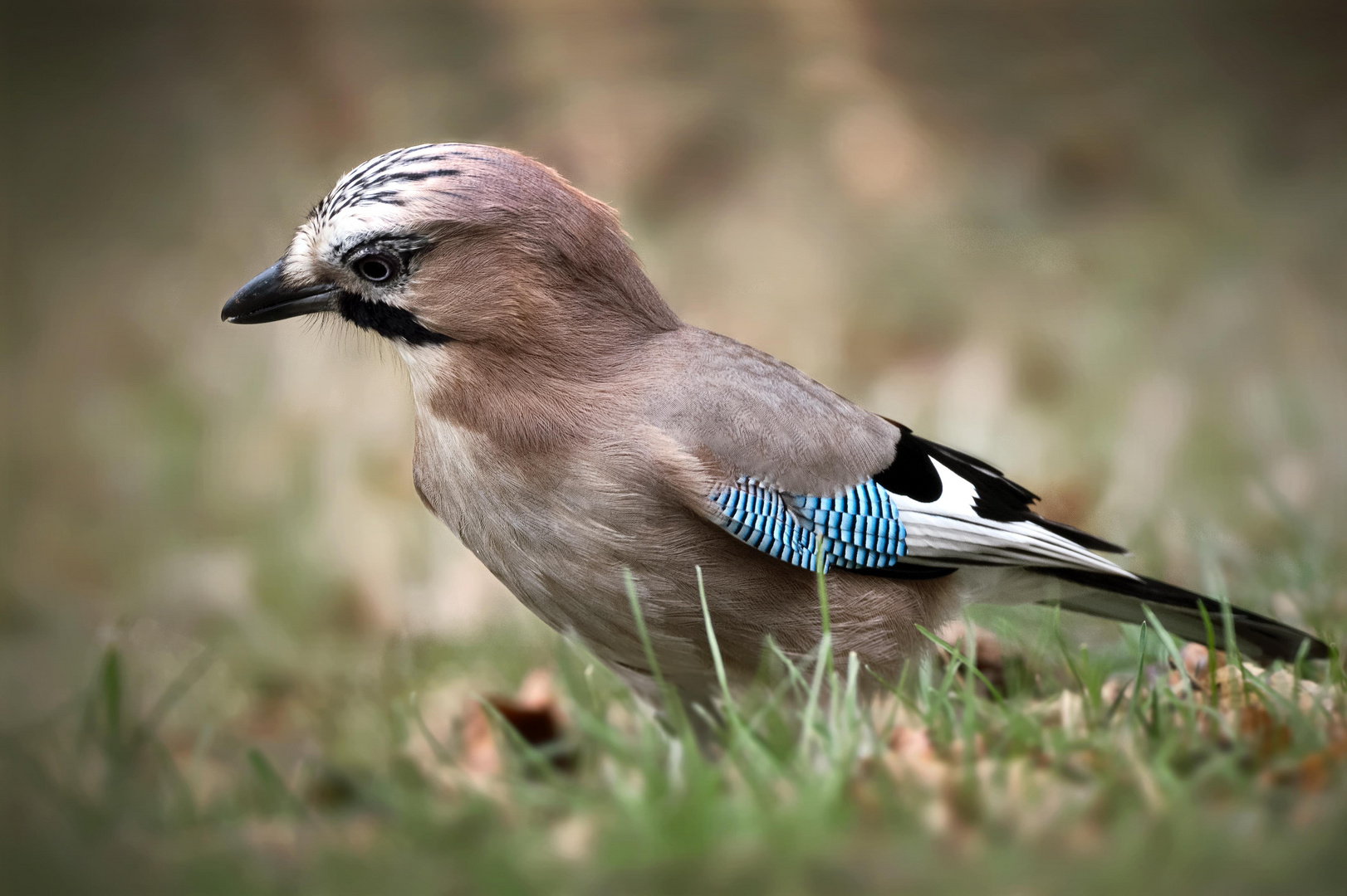 Eichelhäher (Garrulus glandarius)  