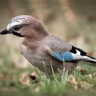 Eichelhäher (Garrulus glandarius)  