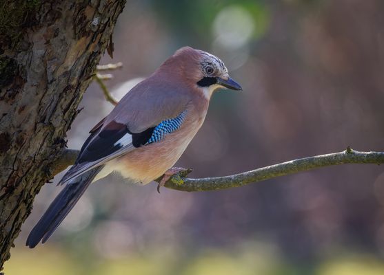 Eichelhäher (Garrulus glandarius)