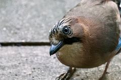 Eichelhäher (Garrulus glandarius)