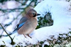 Eichelhäher (Garrulus glandarius)