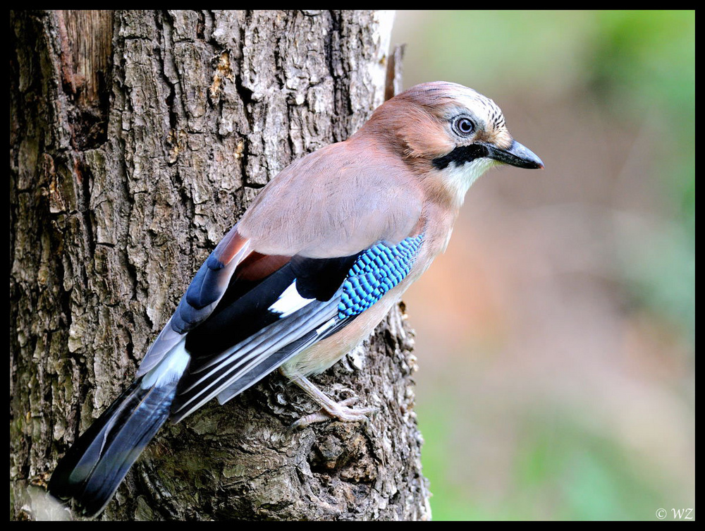 - Eichelhäher - ( Garrulus glandarius )