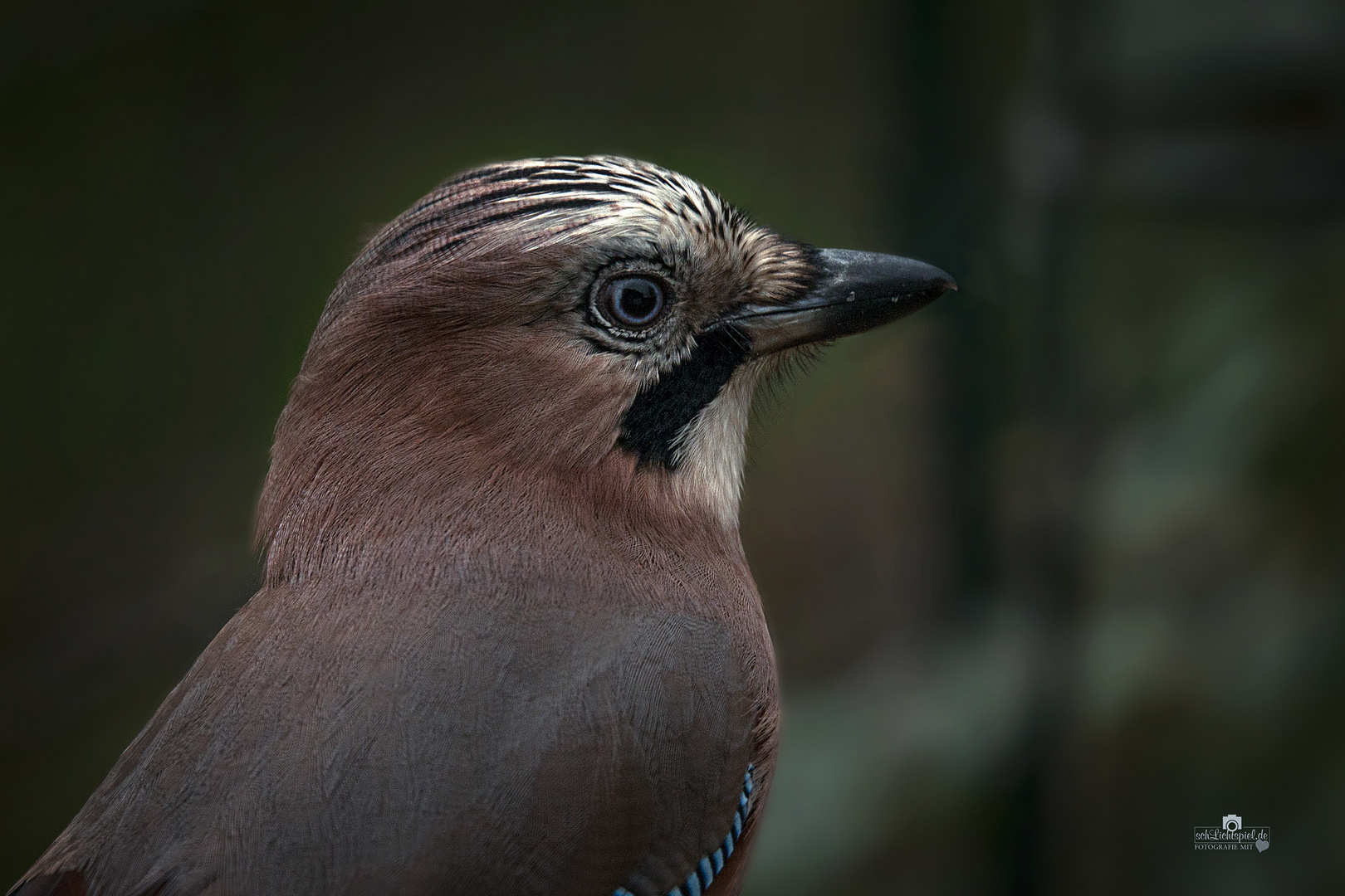 Eichelhäher (Garrulus glandarius)