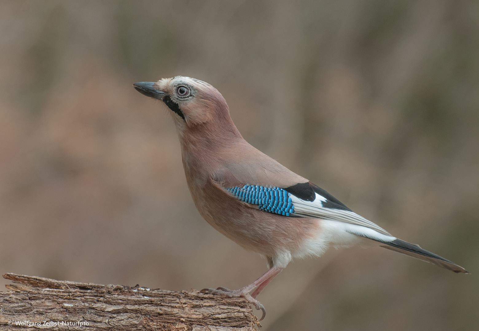 - Eichelhäher -  ( Garrulus glandarius )