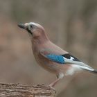 - Eichelhäher -  ( Garrulus glandarius )